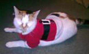 Kay
Petty’s Christmas cat,
Bumble, who was also ready
to help Santa smartly
dressed in an elf coat.