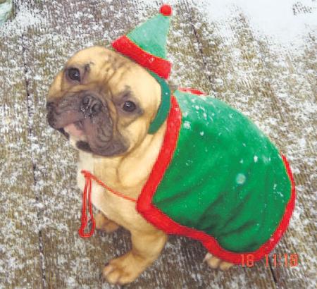 Hugo, the
French bulldog,
who is
sporting a festive
hat and
cape to keep
him warm in
the cold
weather.