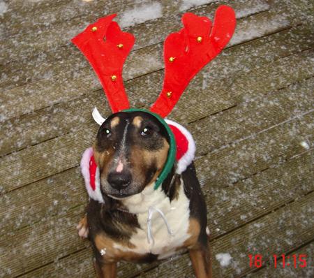 Among the well dressed
pooches and pussycats is
Cleo, a miniature bullterrier,
dressed as a reindeer, sent in
by owner Debbie Spiers.