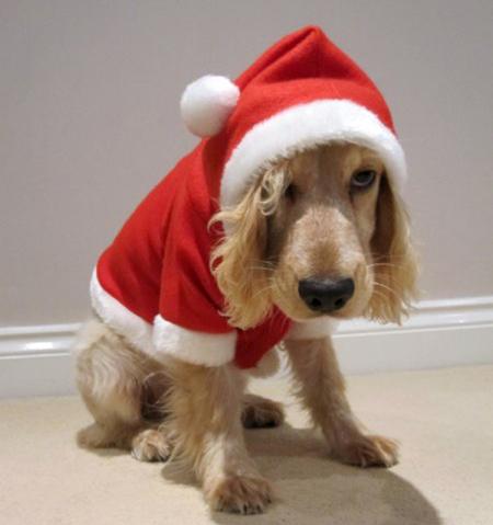 Cocker spaniel Bracken was
decked out in a full Santa suit for a
photo submitted by Alan Cole, from
Totton