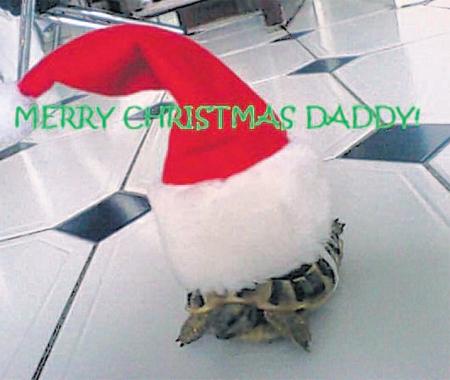 Mr
Armstrong the tortoise
celebrated his first festive season
by crawling around with his hat
resting on his back.
