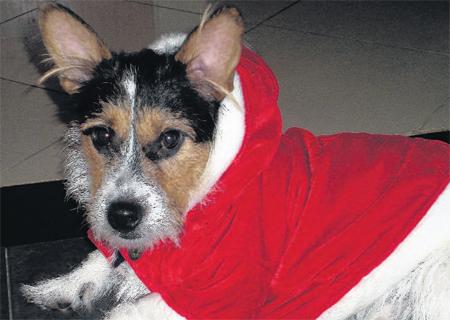 Harley, a Jack Russell from
Totton, Southampton, is doing
his bit as Santa’s little helper
in his Christmas coat.