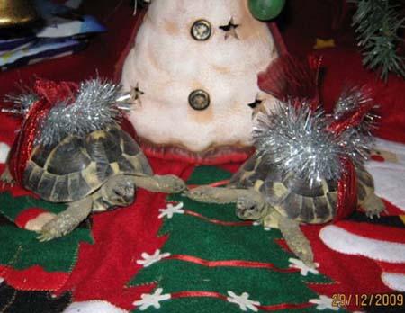 Baby tortoises Tammy and Tabby from Yvonne Grace 