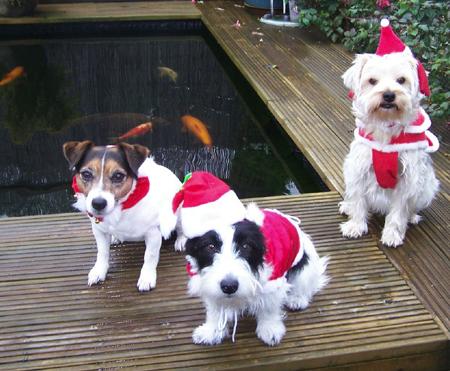 Clearly revelling in festive spirit are three amigos,
Lottie, Chipp and Winnie.
Owner Margaret Rochester,
from Millbrook grabbed this
picture after dressing her
dogs up in hats and capes all
day on Christmas 