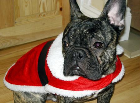 Despite his expression, Lisa
Neary insists her French bulldog
Archie really enjoyed
pulling on his Father
Christmas outfit, and the attention
he got as a result. 