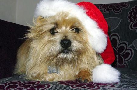 Cairn terrier Tilly was
snapped by owner Val Fisher looking
very festive as she took a welldeserved
rest in her Christmas hat
after going for a walk in the woods