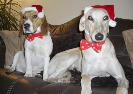 Milo and Max pose in their Christmas bow ties and hats