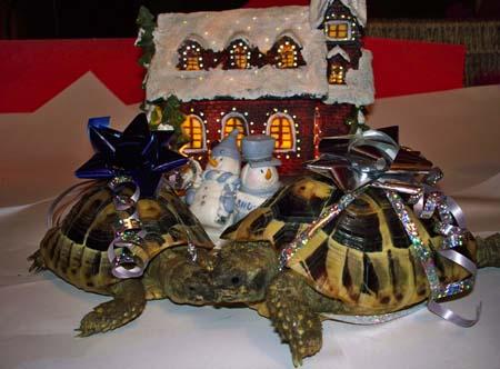 Festive tortoises Teri and Ringo sent in by Jenny Savage