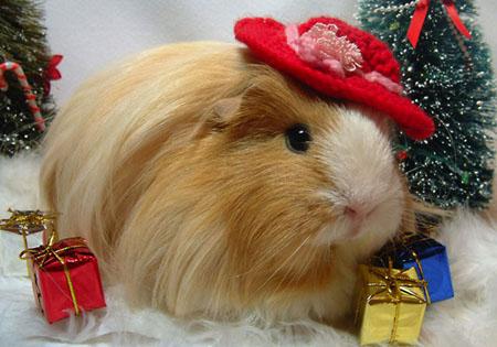 Peaches the Sheltie Guinea Pig from Hayley Walker 