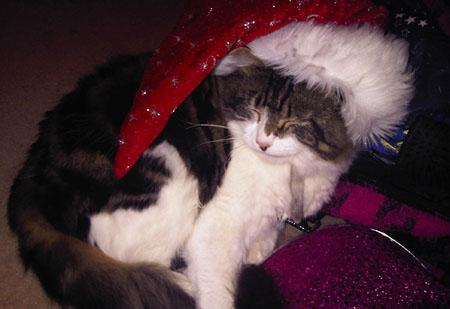 Paula Feats cat, Archie, finds Christmas so exciting!
