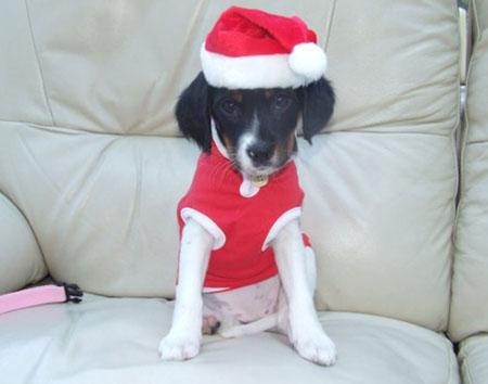 Lorraine Munden sent in this festive pic of her dog, Rosie