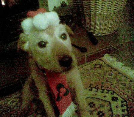 Gunner on Christmas day from Mrs Janet Watton 