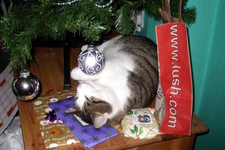 Jane Underwood's cat Noodles who took an instant liking to the Christmas tree 