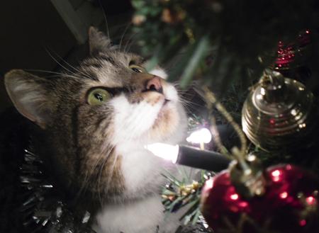 Ozzy the festive kitty admiring the Christmas tree baubles by Michelle Savage 