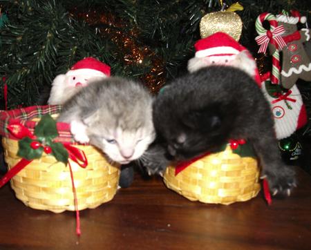 Sue Foreman's 2 week old kittens Rocky and Slim