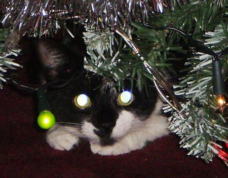 Tinky under the tree from Kirsty Shorthouse