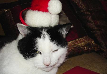 Woody wearing his Christmas hat snapped by Anne and gareth Howell