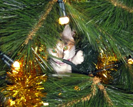 One year old Georgie in the Christmas tree from Heather McCarthy
