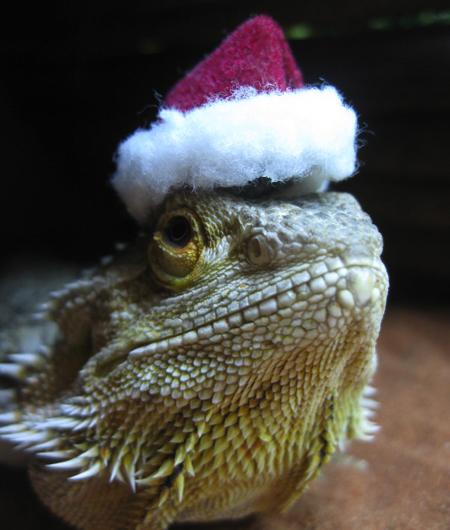 A bearded dragon called Musu sent in by Laura Hewitt