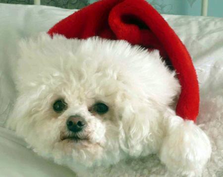 Ronnie the Bichon Frise chills out by Alison Hayter