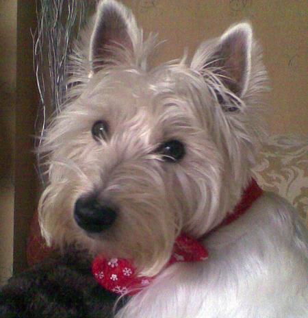 MIcky the Westie with his Christmas bow tie from Elaine James