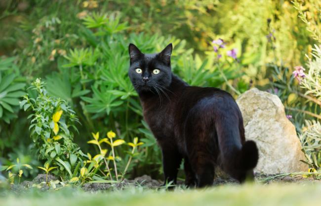 Close up of a black cat on the grass in the garden, UK..