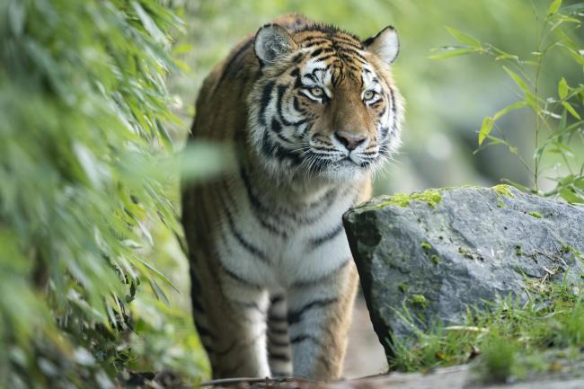 Come and meet Marwell's new tiger - Welcome Valentia!