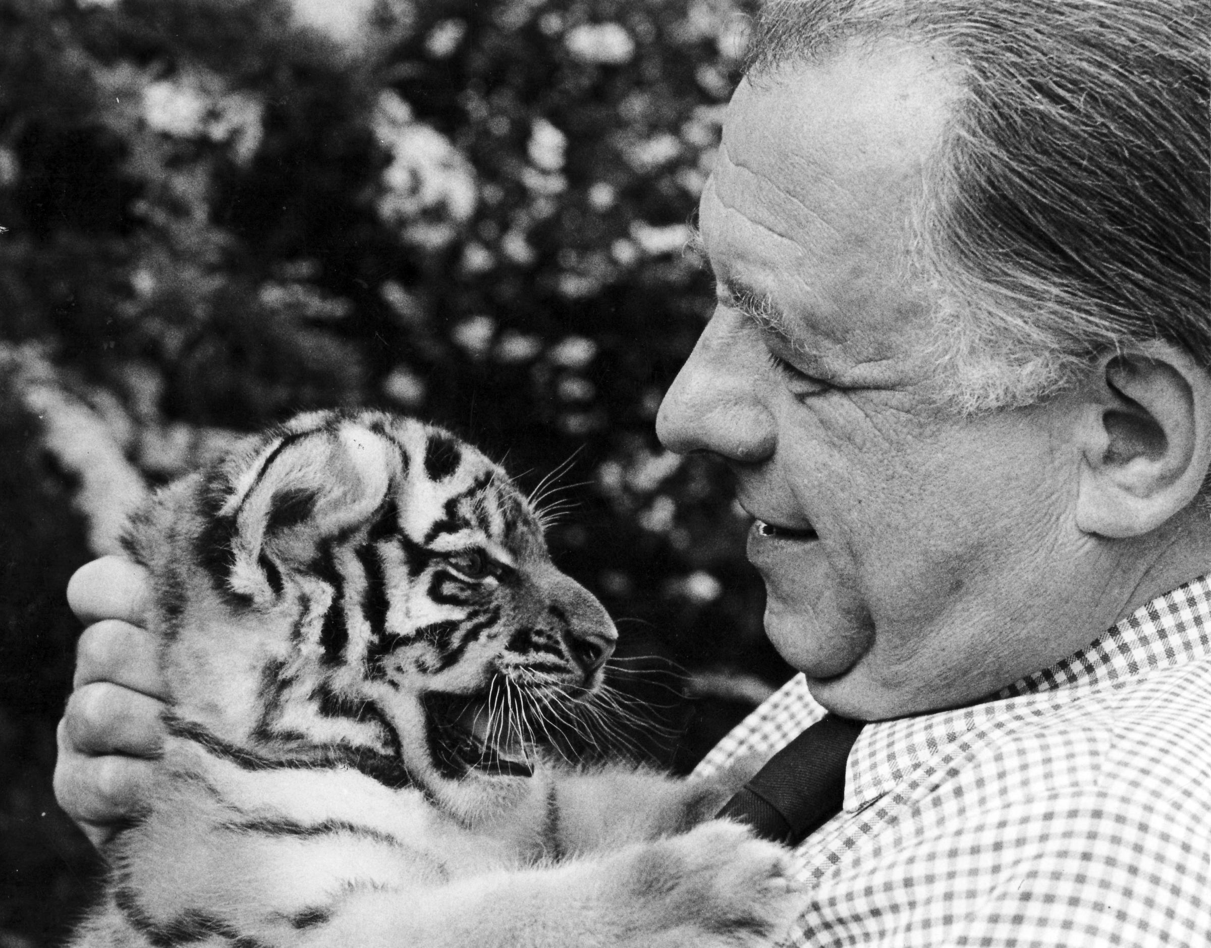 Marwell Zoo founder John Knowles with Lena the tiger. July 1985. Southern Daily Echo Archives
