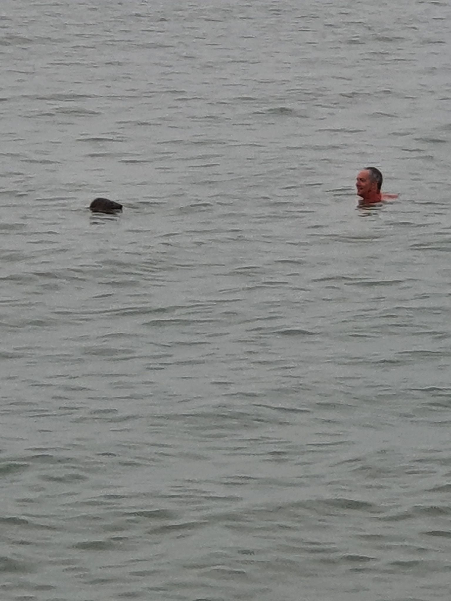Chris Balcombe swiming with a seal at Lepe, Hampshire