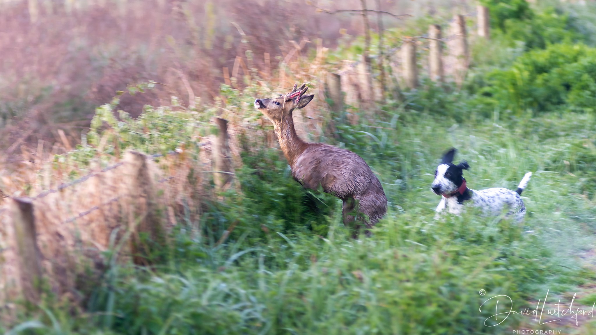 The photos show a dog chasing the roebuck at Titchfield Canal and were captured by David Luetchford, who is trying to raise awareness.
