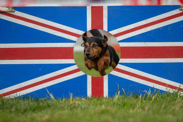 Daily Echo: Dogstival is going ahead for 2021 in Burley 