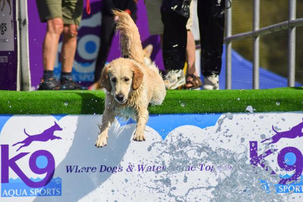 Daily Echo: The two-day Dogstival event is taking place at Burley Park, Burley, on June 5-6. Picture: Harry Smith Photography.