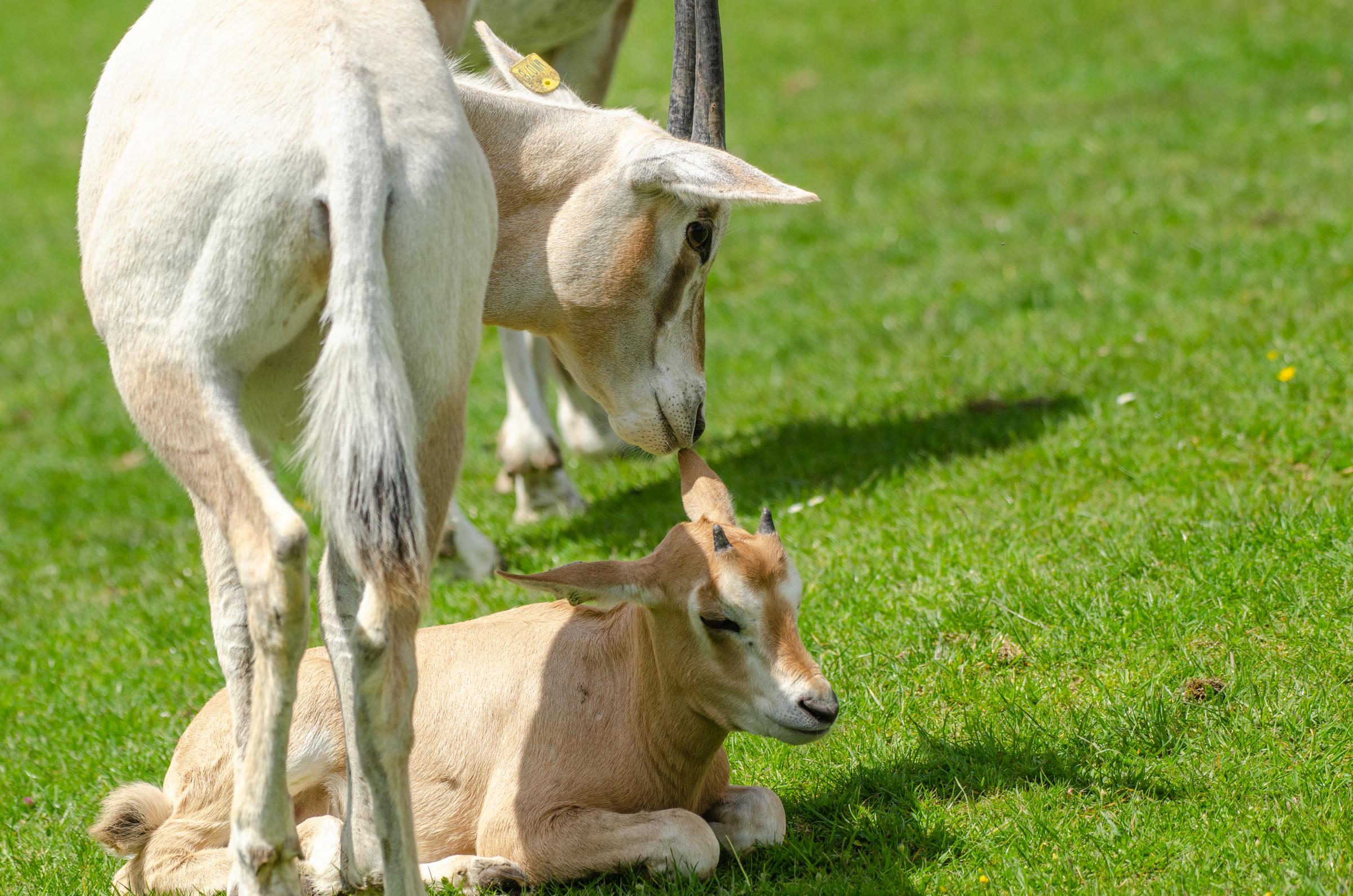 PhotosByGemma - Scimitar-Horned Oryx calf 