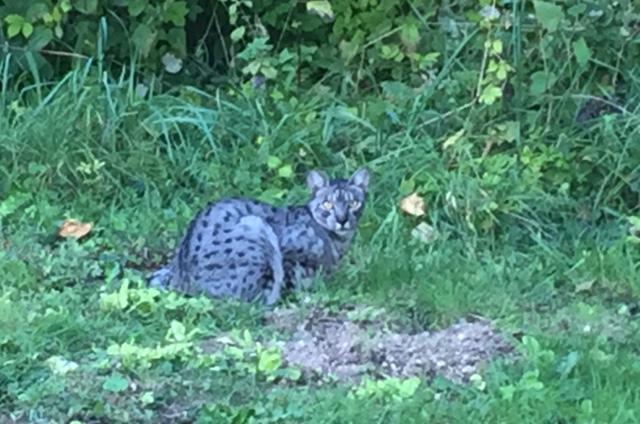 Residents baffled by mystery big cat.