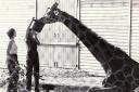 Heritage Marwell Zoo. Death of Victor the giraffe, 1977.