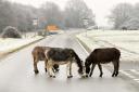 Animals are often attracted to freshly-laid salt spread on New Forest roads to help drivers cope with wintry conditions.