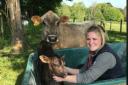Katie Ferrett with Hope, one of two young cows auctioned in aid of Cancer Research UK.