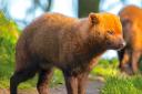A family of bush dogs have arrived at Marwell Zoo