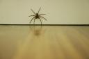 LOVE: House spiders are on the hunt for love in your home.