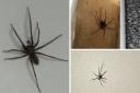 Some of the spiders spotted inside Southampton homes