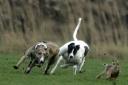 Five men from the Southampton area have been sentenced for hare coursing offences
