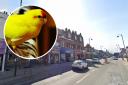 The rare yellow bird was found alone in Colebrook Avenue