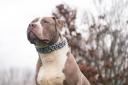 Stock image of an American Bully