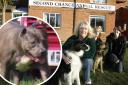 Rose Milne has warned owners are off loading XL bullies to every dog shelter across the country