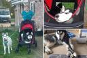 Owner sets up fundraiser for Siberian Husky that can’t walk on its front legs