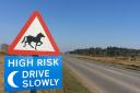 Animal welfare campaigners have criticised the recent spate of hit-and-run accidents in the New Forest