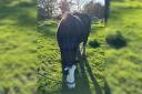 Ginny the horse became stuck in a ditch in Bramshaw
