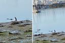 A woman believes she may have spotted a penguin in Southampton