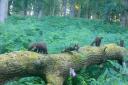 Pine martens in the New Forest