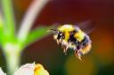 The RHS are hoping the public can provide information to help boost bee populations in the UK